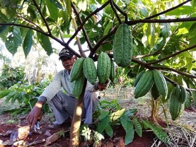 Selective cacao pod harvest